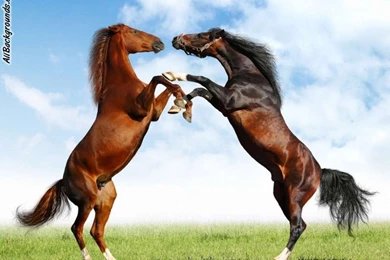 Horses Backgrounds   Twitter & Myspace Backgrounds