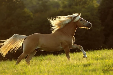 Horse Animal Cavalo Stallion Balou Horses Backgrounds Pictures ...