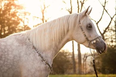 Horses: Dapple Gray Arabian Horses Background Images For HD 16:9 ...