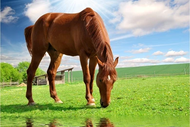 Horse Animal Reflecting Water Nature Horses Backgrounds Pictures ...