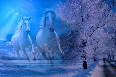 Horses On The Winter   HD Wallpapers Widescreen   1600x1200