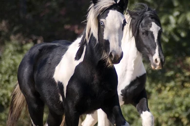 Cavalo Mare Animals Powerful Gorgeous Foal Horse Stallion ...