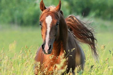Chestnut Arabian Horses Oriental Field Horse Eksel Horses ...