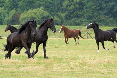 Barnyard, Hoofstock & Farm Animals   Trained Horses, Pigs, Cows, Sheep