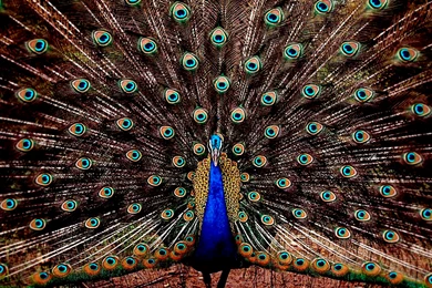 Desktop Hd Wallpapers Earth Dowload