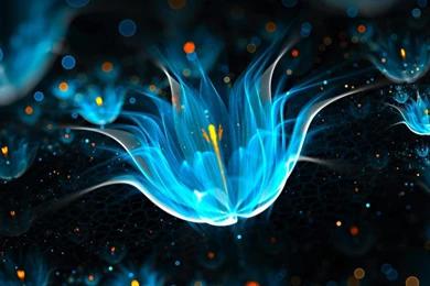 Neon Flowers Black Backgrounds Dark Wallpapers HD