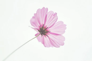 Pastel Flowers Popular Ideas Pastel Flower Wallpapers Forwallpapers ...