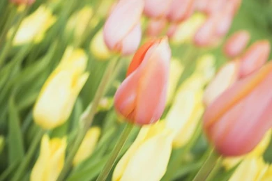 Pastel Tulip Field Wallpapers 6   Wallcoo.net