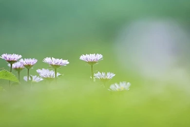 Erigeron Thunbergii Flowers, Pastel Dreamy Flowers (1920+1600 ) 38 ...