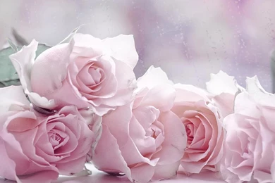 The Four Pastel Roses Wallpapers, Rose Flower Images, Rose ...