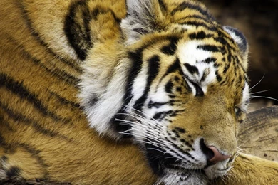 El Tigre Fondos De Pantalla