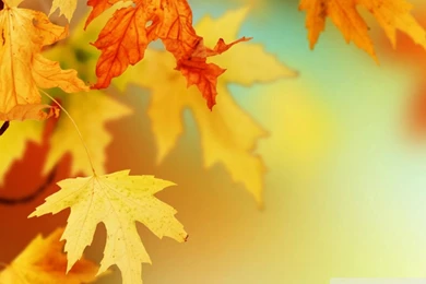 Yellow Autumn Leaves, Macro HD Desktop Wallpapers : High Definition ...