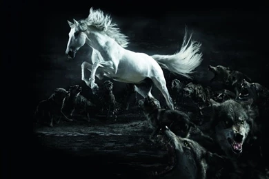 Horse And Wolves HD Desktop Wallpapers : High Definition ...