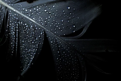 24 Wet Dark Feather HD Photography Wallpapers 129 :: Feathers Hd ...
