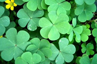 Four Leaf Clover wallpaper 22.jpg