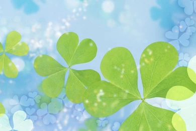 Four Leaf Clover Wallpapers   Wallpapers Cave