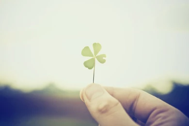 Four Leaf Clover, Photography, 1920x1200 HD Wallpapers And FREE ...