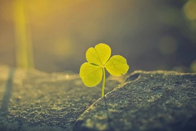 Four Leaf Clover Wallpapers   Wallpapers Cave