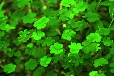 Trololo Blogg: Clover Wallpapers Desktop