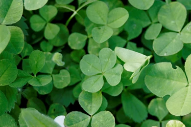 Four Leaf Clover wallpaper 22.jpg