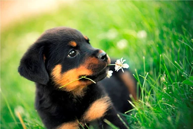 Rottweiler Wallpapers