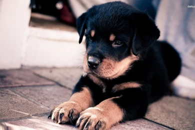 Rottweiler Wallpapers   Wallpapers Cave