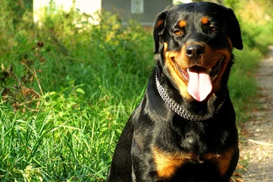 Animal Wallpaper: Rottweiler Puppy Wide Wallpapers For Desktop ...
