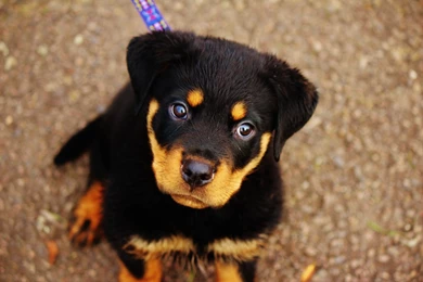 Rottweiler HD Wallpapers Puppy Image Beautiful Picture
