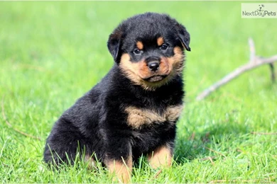 Rottweiler Hd Desktop 9 HD Wallpapers