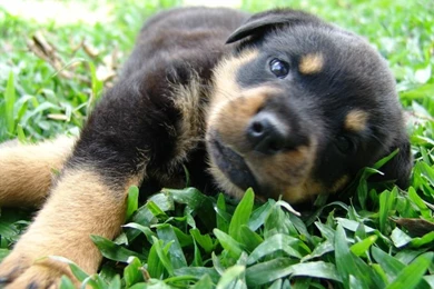 Animal Dog Rottweiler Puppy – Animals Dogs HD Desktop Wallpapers