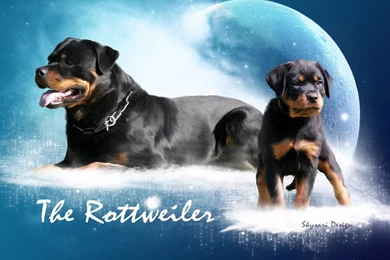 Rottweiler Wallpapers With Quotes Funny. QuotesGram