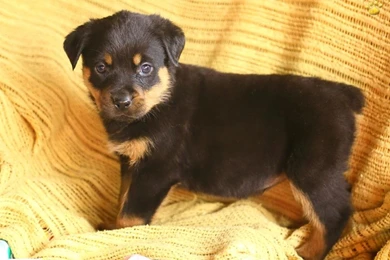 Rottweiler Puppies For Sale 33 Backgrounds Wallpapers ...