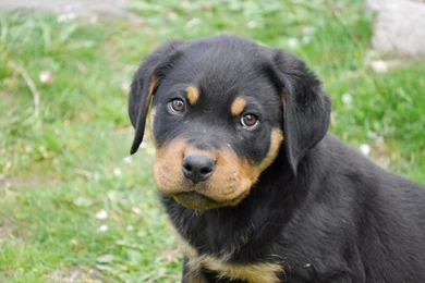 Animal Wallpaper: Rottweiler Puppy Wide Wallpapers For Desktop ...