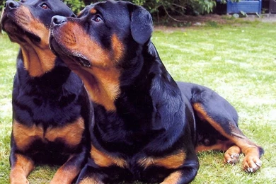 Rottweiler Funny Face 1280x800 Wallpapers,Rottweiler 1280x800 ...