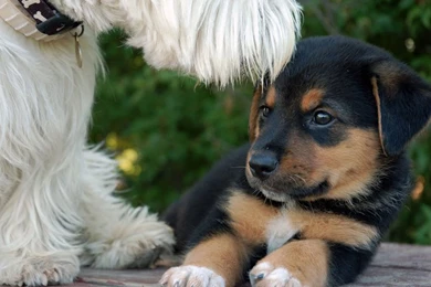 Terrier Is Licking Rottweiler Puppy Wallpapers