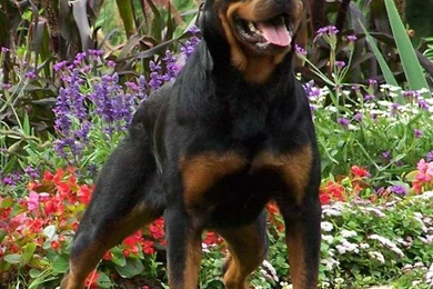Cute Rottweiler Puppies Wallpapers › Dog Pictures