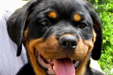 Pictures Of Rottweiler Dogs   Wallpapers HD Fine