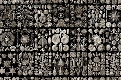 Mundus Naturalis   Artisanal Wallpapers From The Wallpapers ...