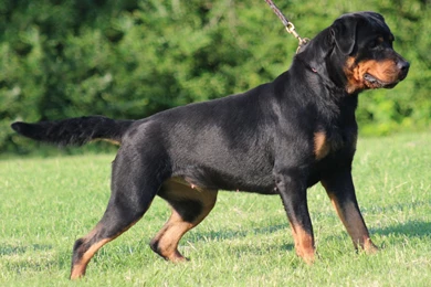 Rottweiler Wallpapers   Wallpapers Cave
