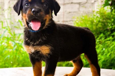 Rottweiler Puppies Related Keywords & Suggestions   Rottweiler ...
