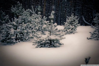 30 Grey Tree Wallpapers Pictures