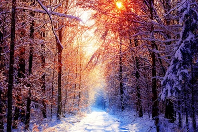 FreePhotoz Daily Wallpapers & Backgrounds   Sun And Snow At Winter ...