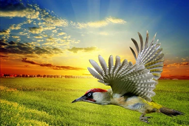 Free Download Wallpapers For PC High Resolution,desktop Wallpapers