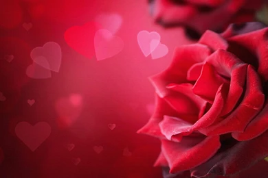 Of Roses Hearts >> HD Wallpaper, Get It Now!