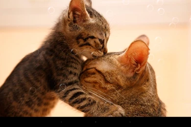 So Cute Cat Live Wallpapers   Android Apps On Google Play
