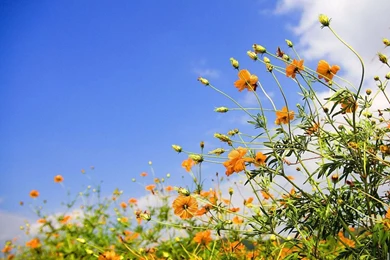 Free Desktop Wallpapers Spring Flowers And Sky