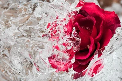 SPRING BREAK WALLPAPER   (