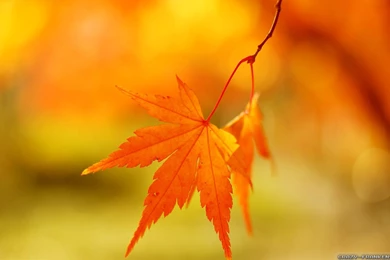 Autumn Leaf Wallpapers   Seasonal   Crazy Frankenstein