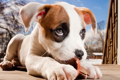 Download Dog Cute HD Wallpapers In 2048x1152 Screen Resolution ...