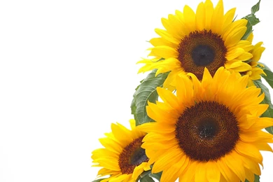 Sunflower Flowers   Splendid Wallpapers HD